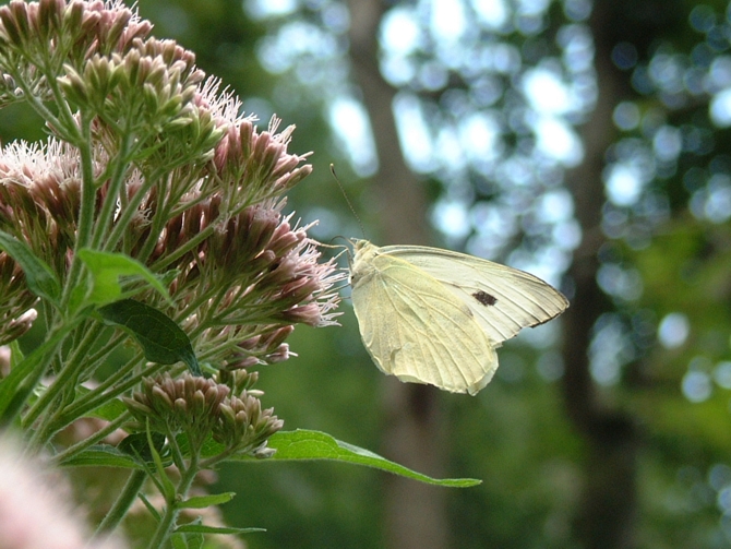 Pieris brassicae